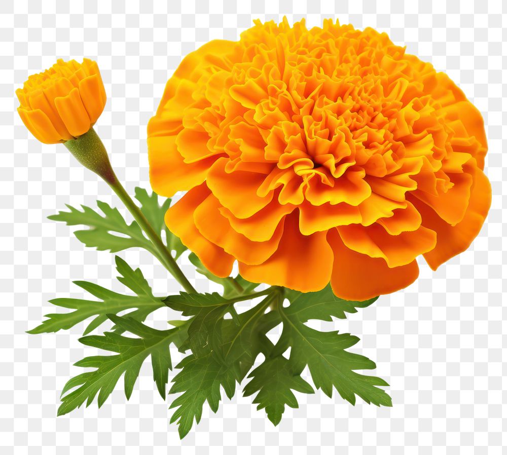 PNG Marigold asteraceae carnation blossom 