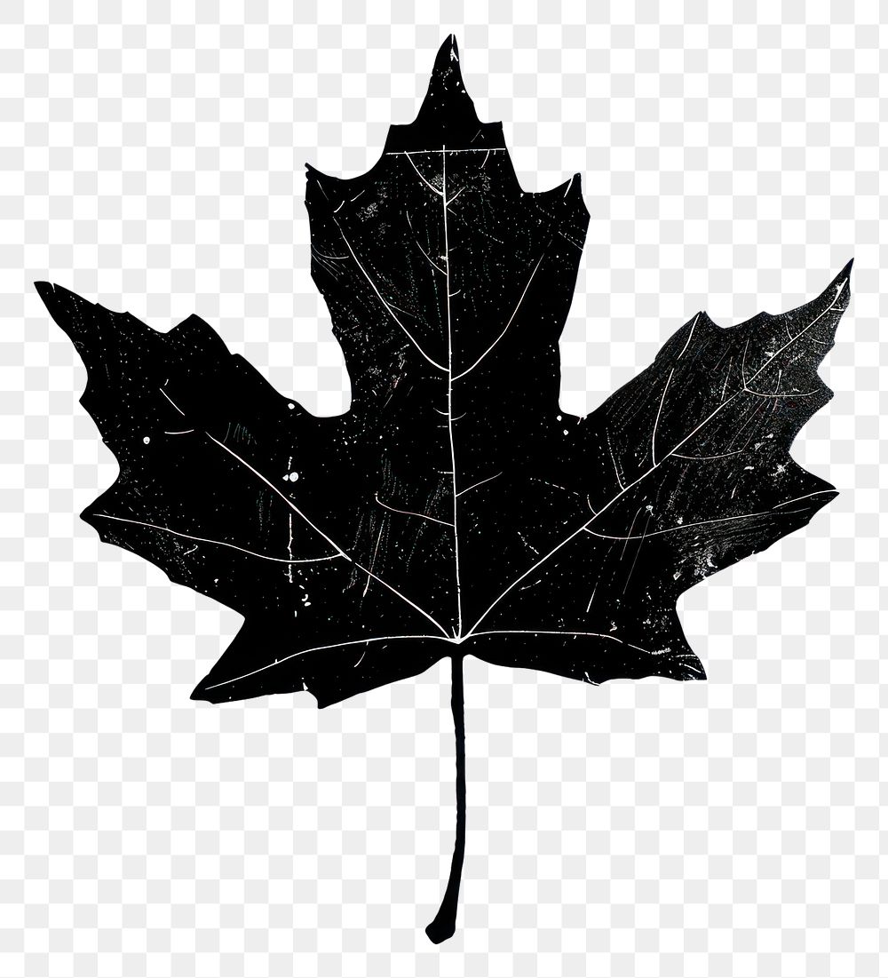 PNG Leaf maple leaf silhouette symbol.