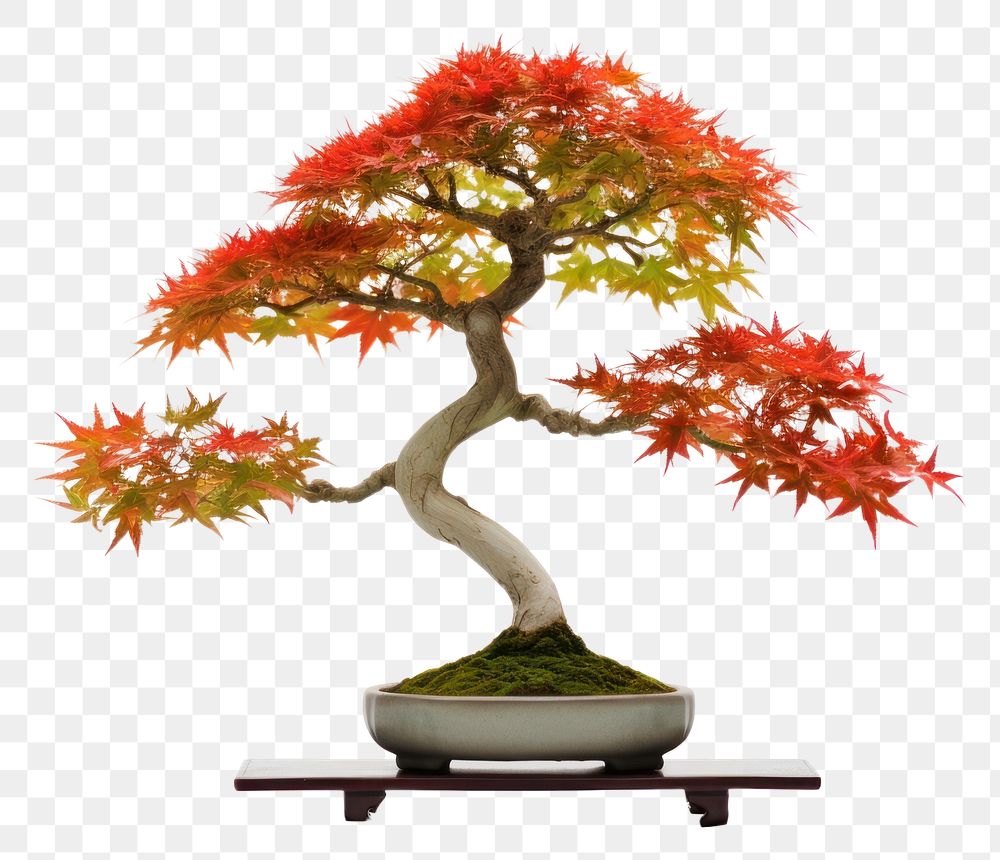PNG Border maple bonsai plant tree