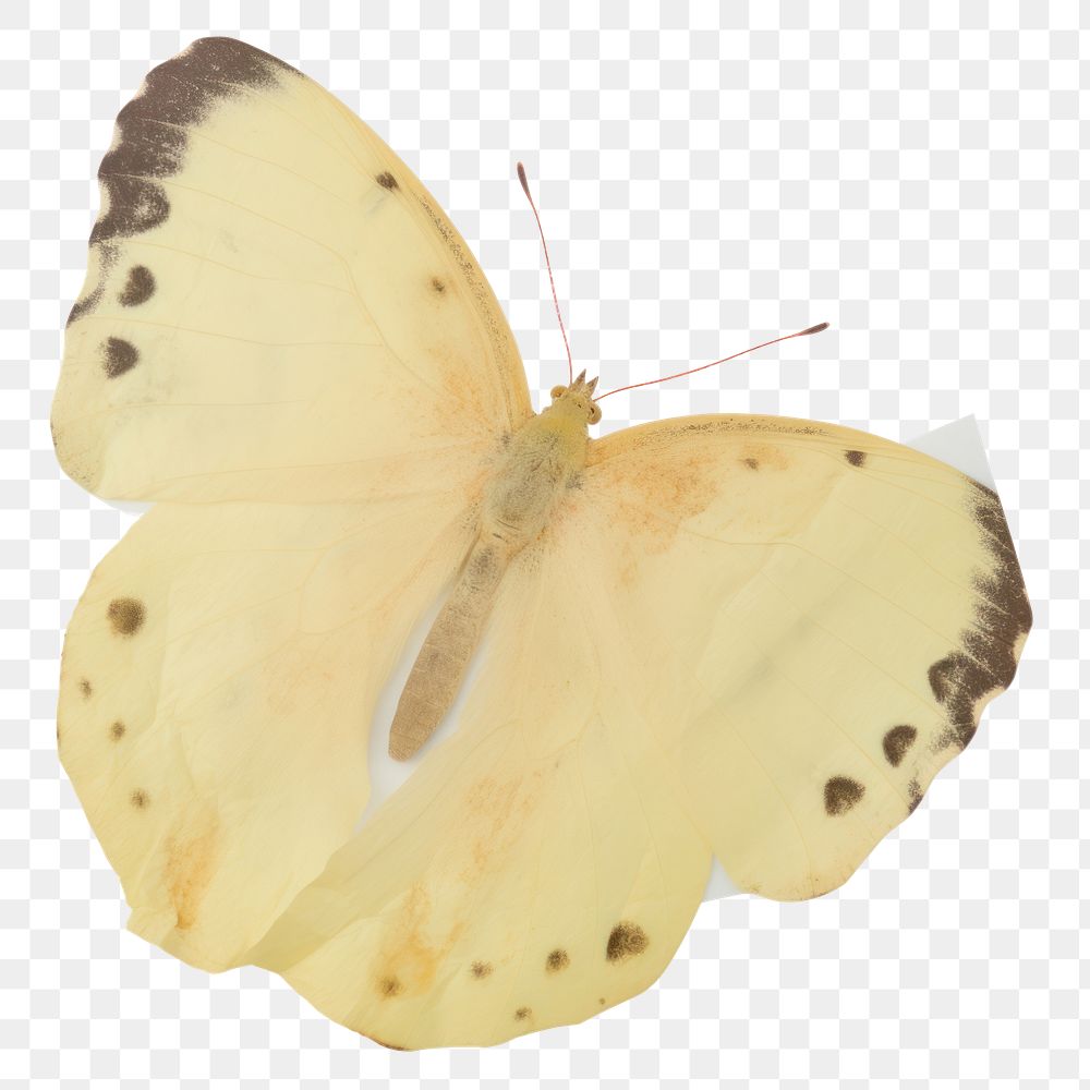 PNG Butterfly ripped paper invertebrate animal insect.