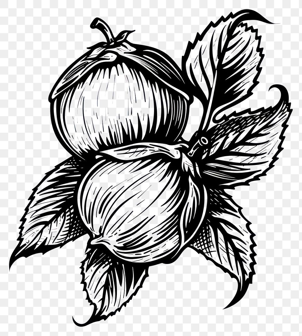 PNG Hazelnut tattoo flat illustration illustrated drawing produce.