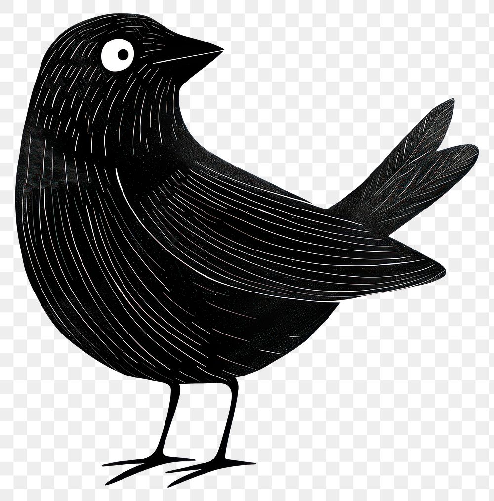 PNG Bird blackbird appliance agelaius.