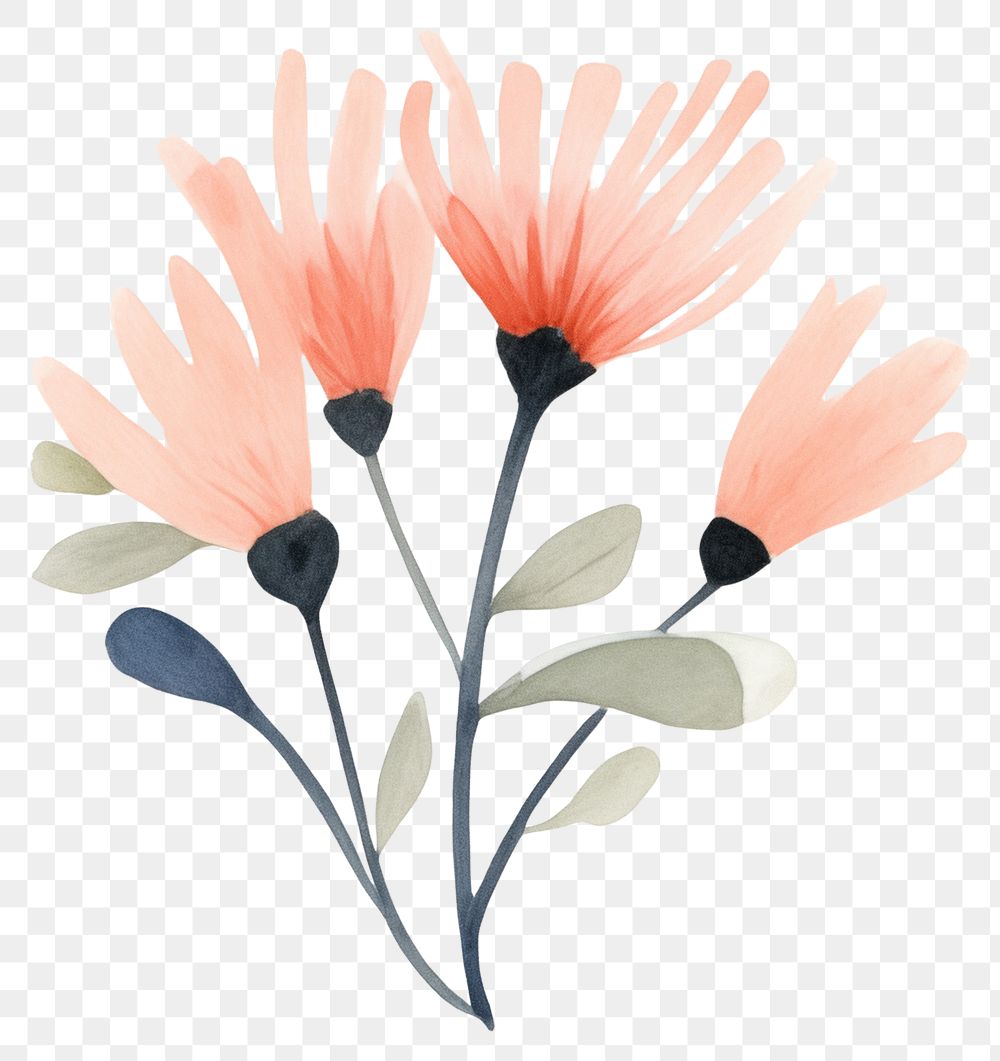 PNG Watercolor floral flower illustrated asteraceae.