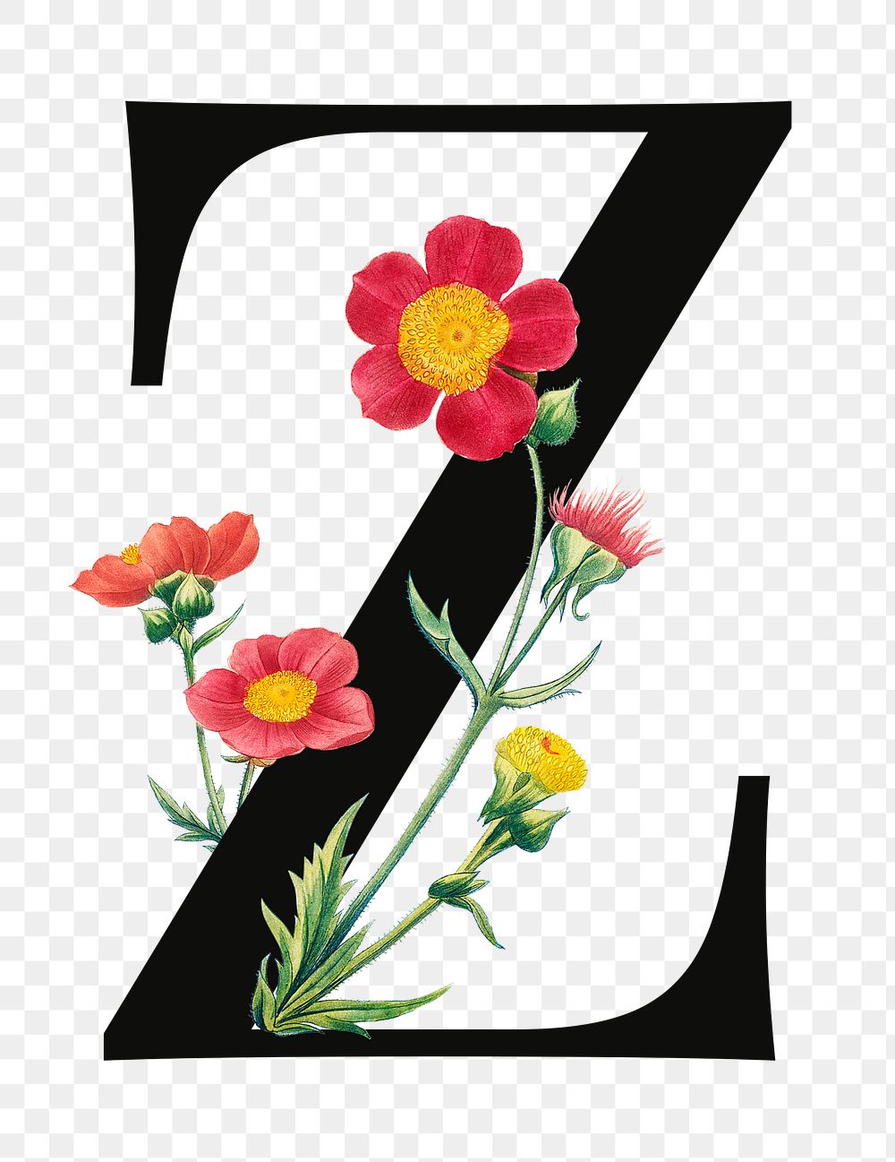 PNG Letter Z floral font, transparent background