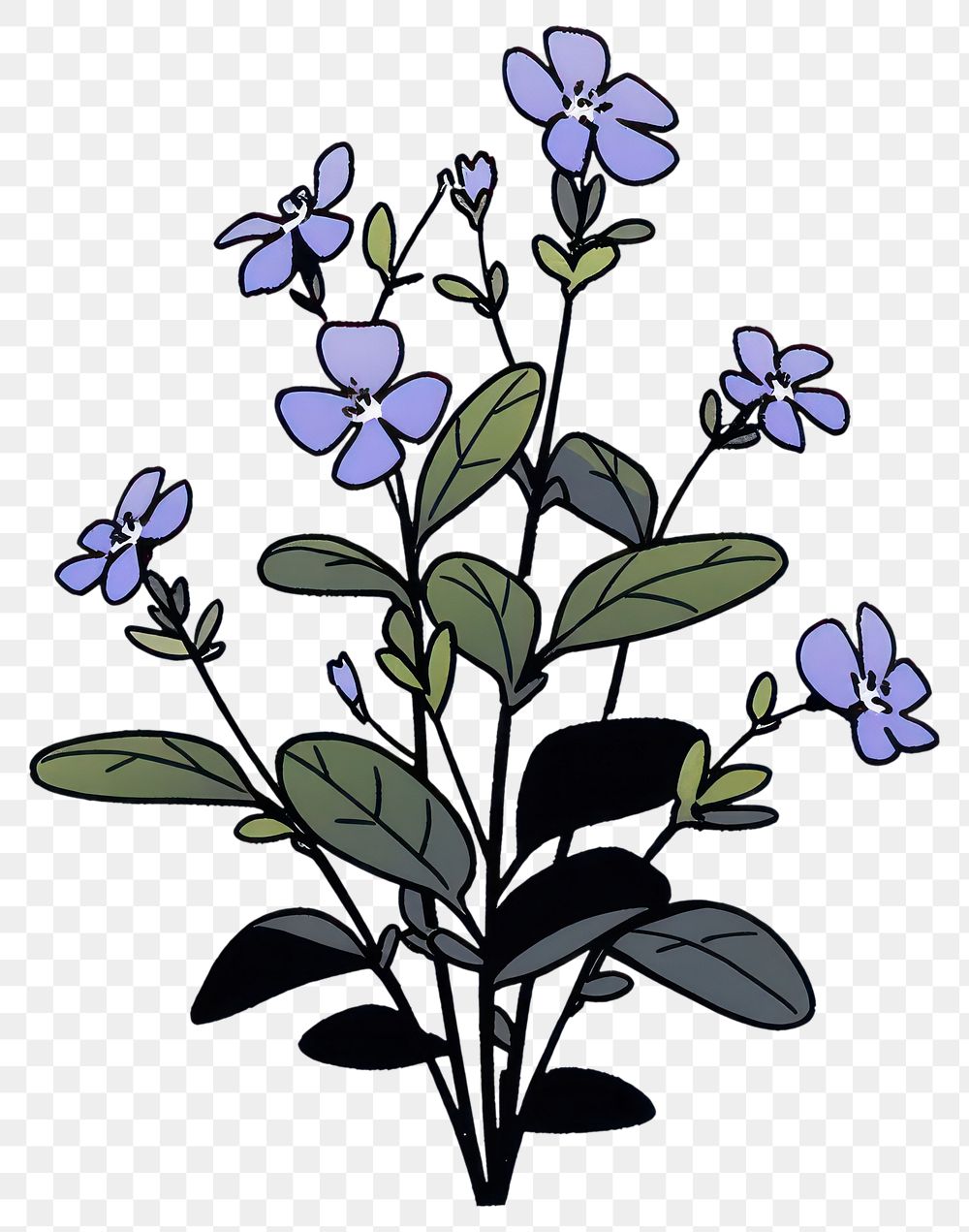PNG Lobelia flower illustrated acanthaceae blossom.