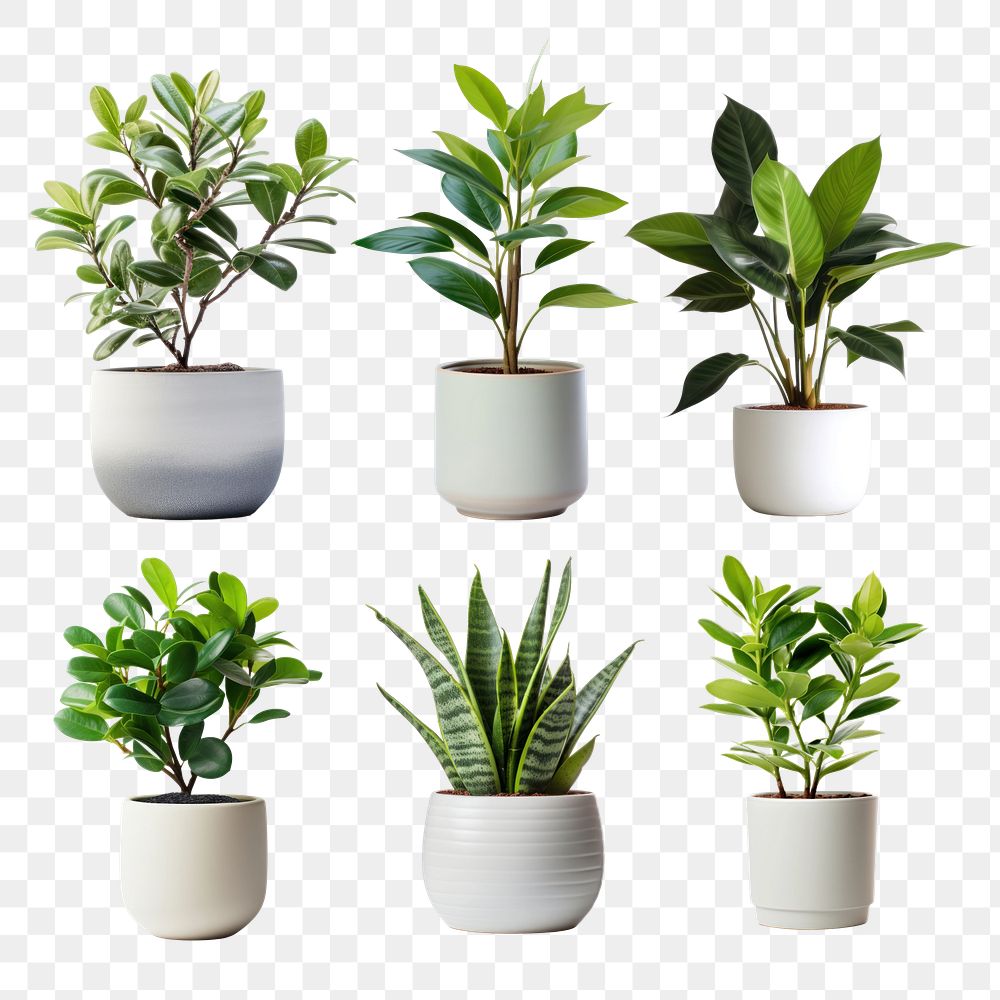 Indoor plant png element set, | Premium PNG - rawpixel