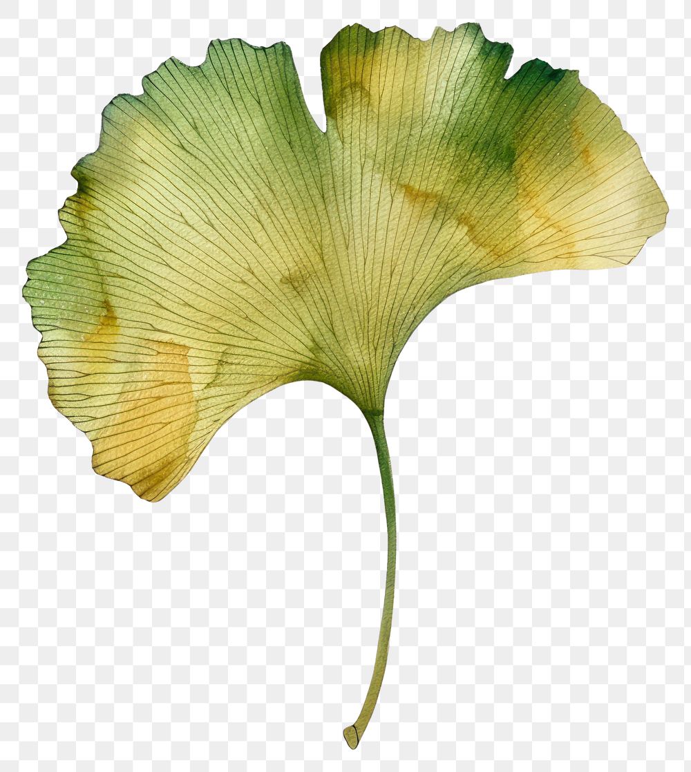 PNG Ginkgo leaf blossom flower petal.