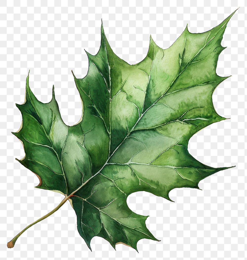 PNG Holly leaf sycamore plant maple.