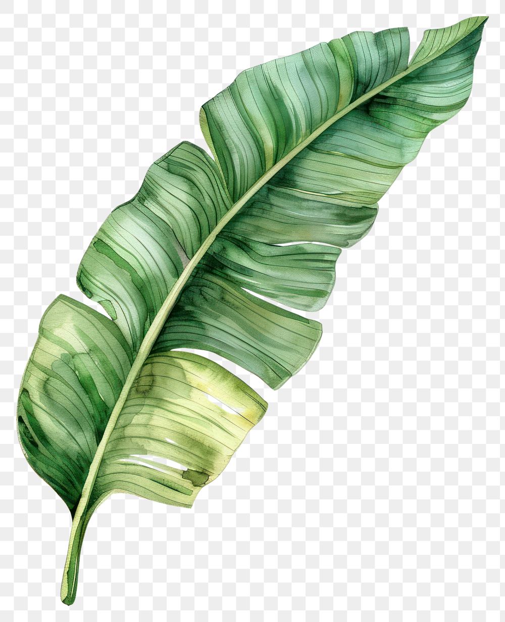 PNG Banana leaf art plant fern.