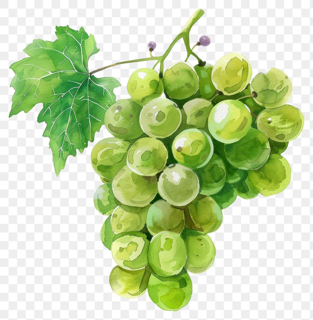 PNG Green grapes produce fruit plant.