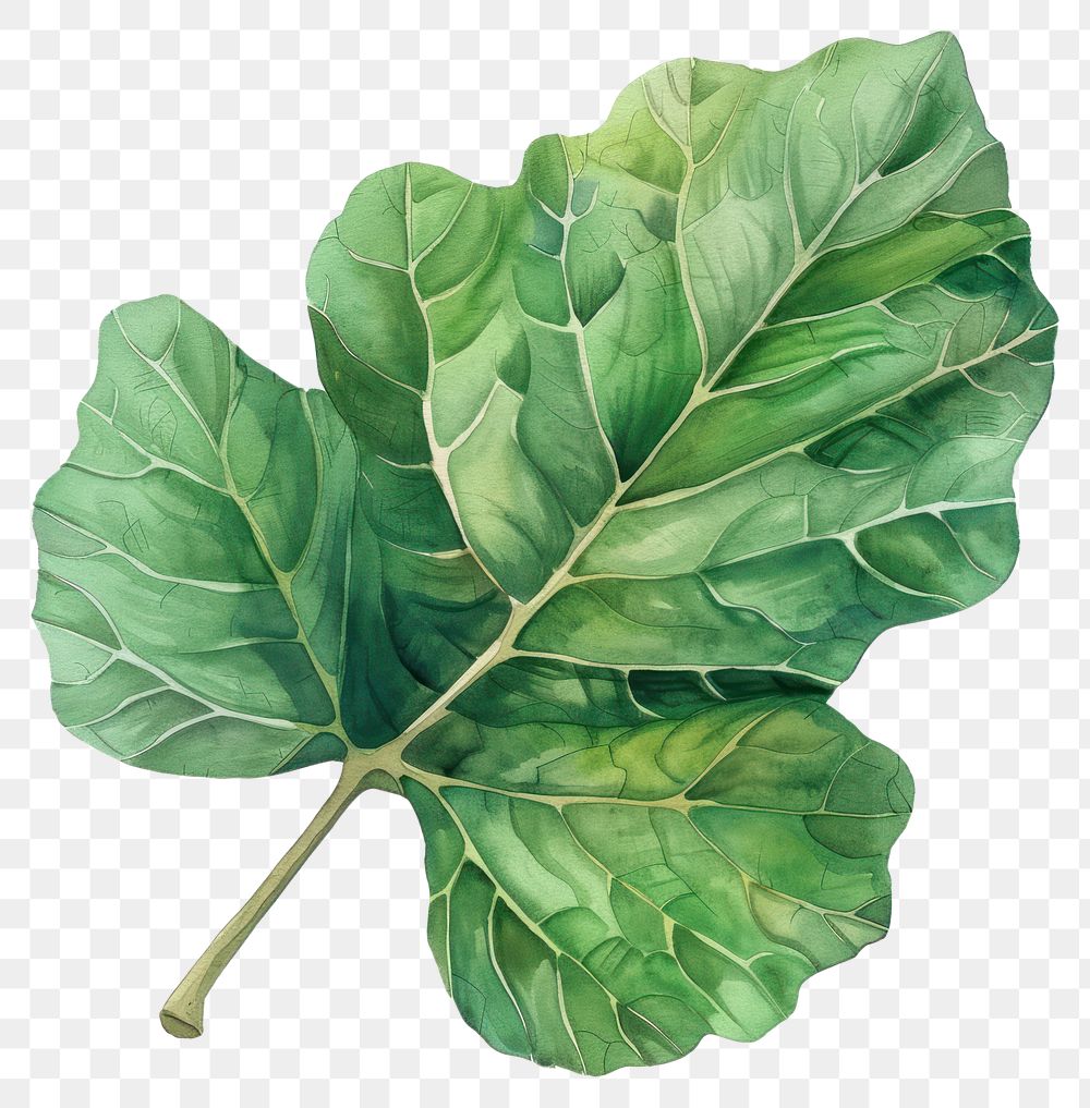 PNG Fig leaf vegetable produce plant.