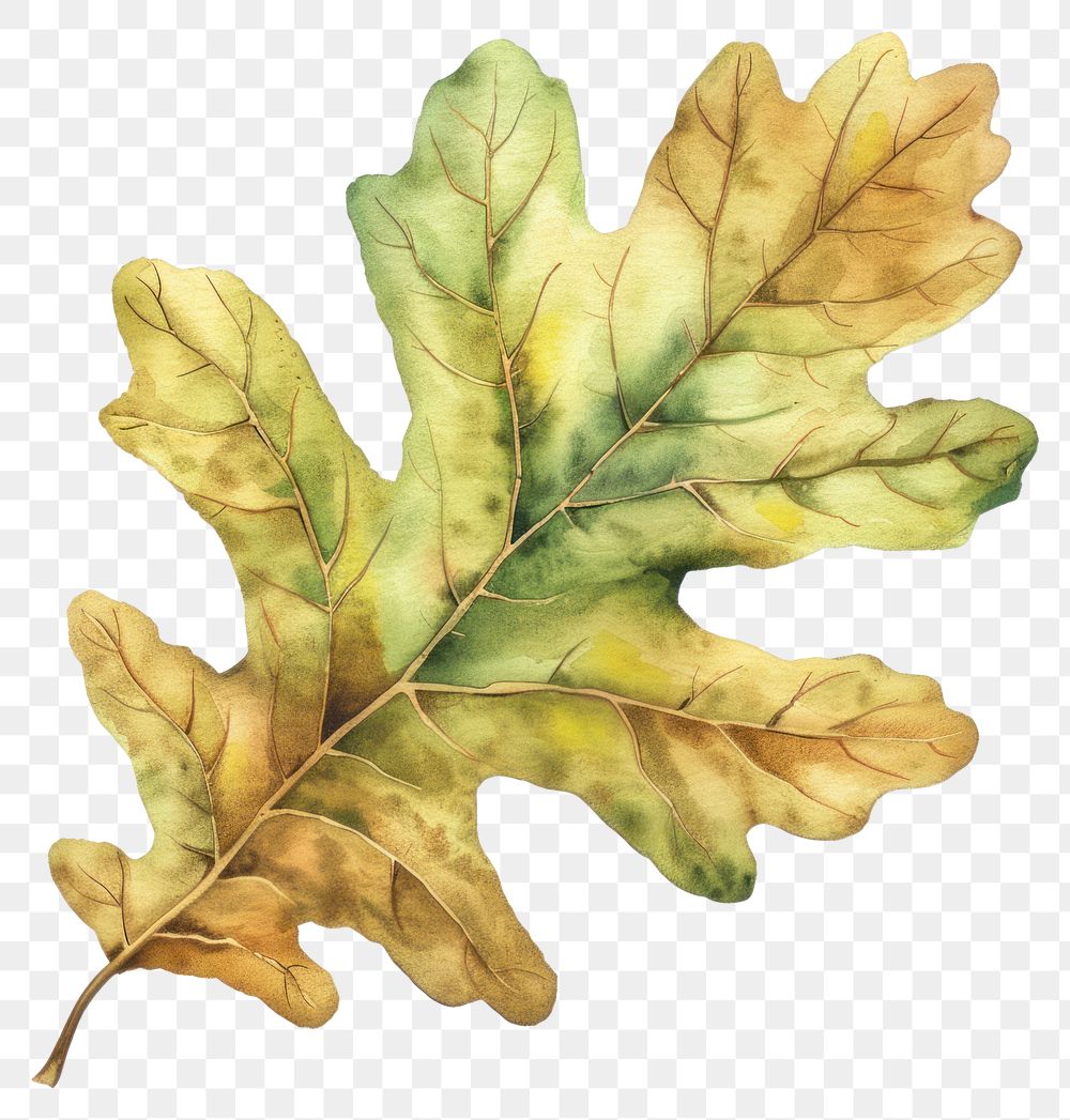 PNG Oak leaf produce plant tree.