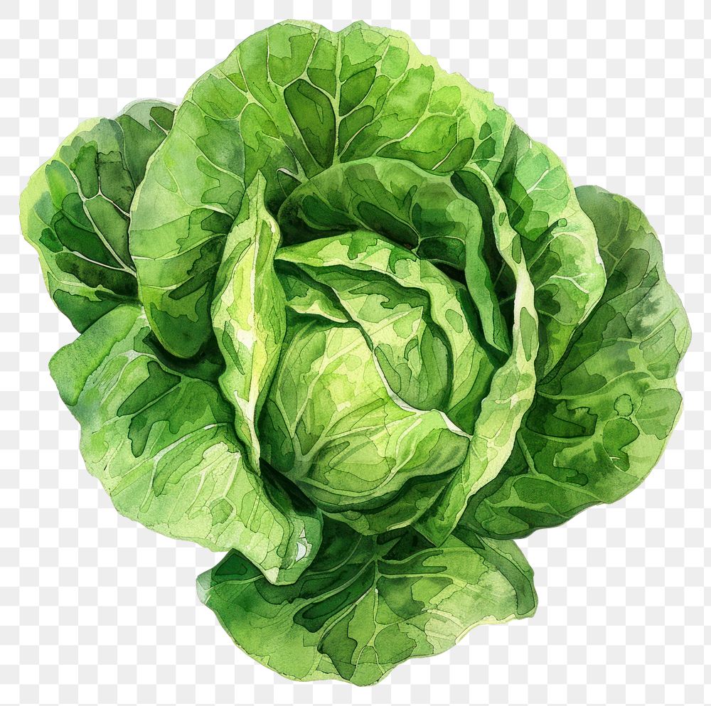 PNG Lettuce lettuce vegetable produce.