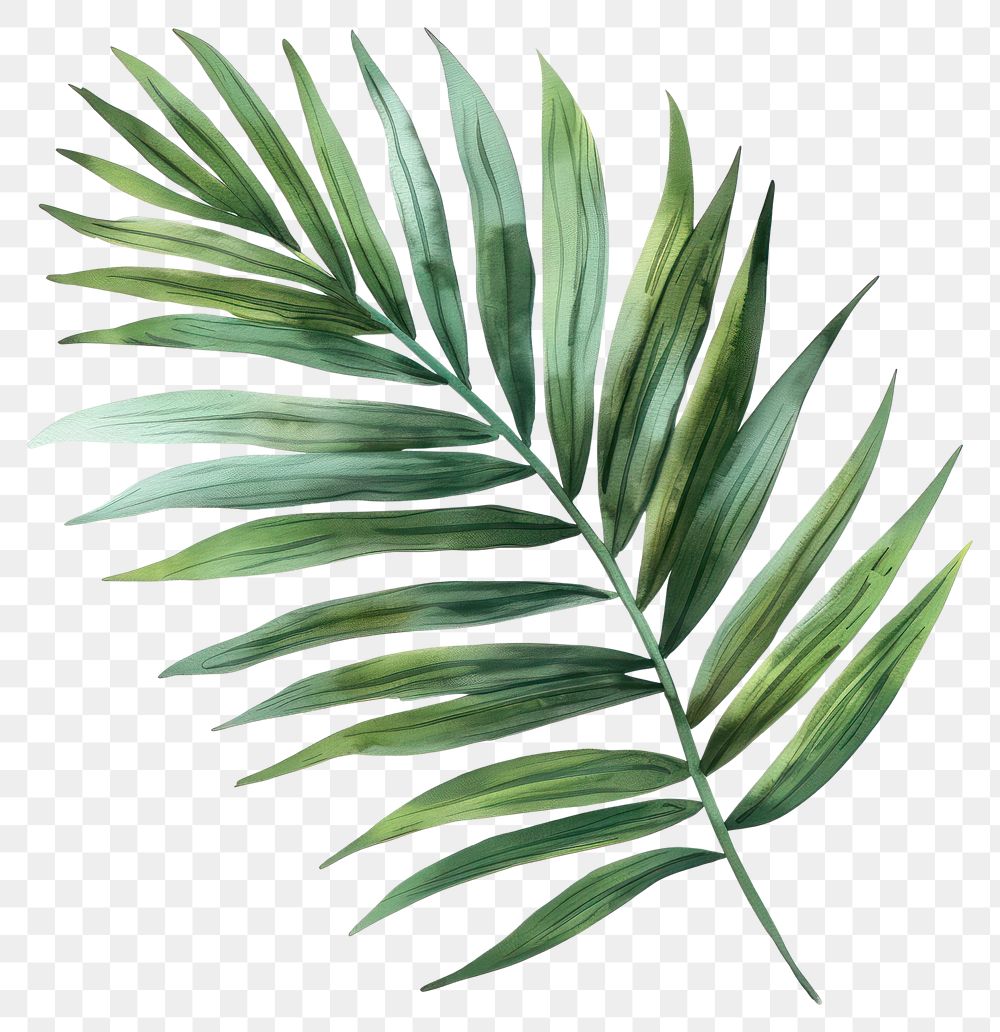 PNG Palm leaves art arecaceae plant.