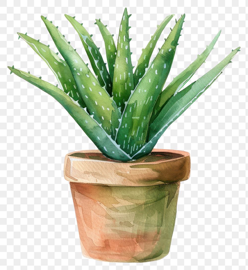 PNG Aloe vera in the pot plant potted plant.