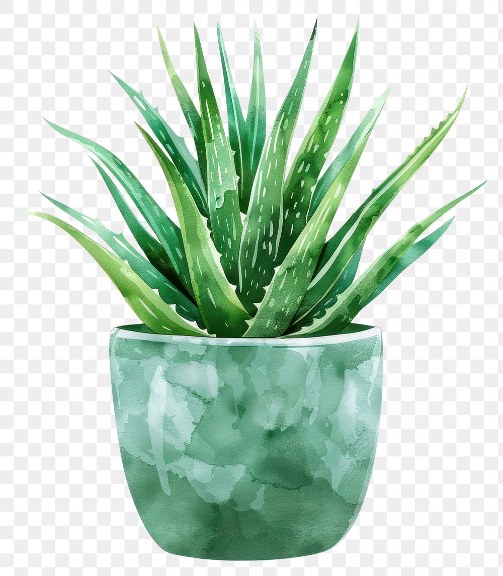 PNG Aloe vera in the pot plant potted plant.