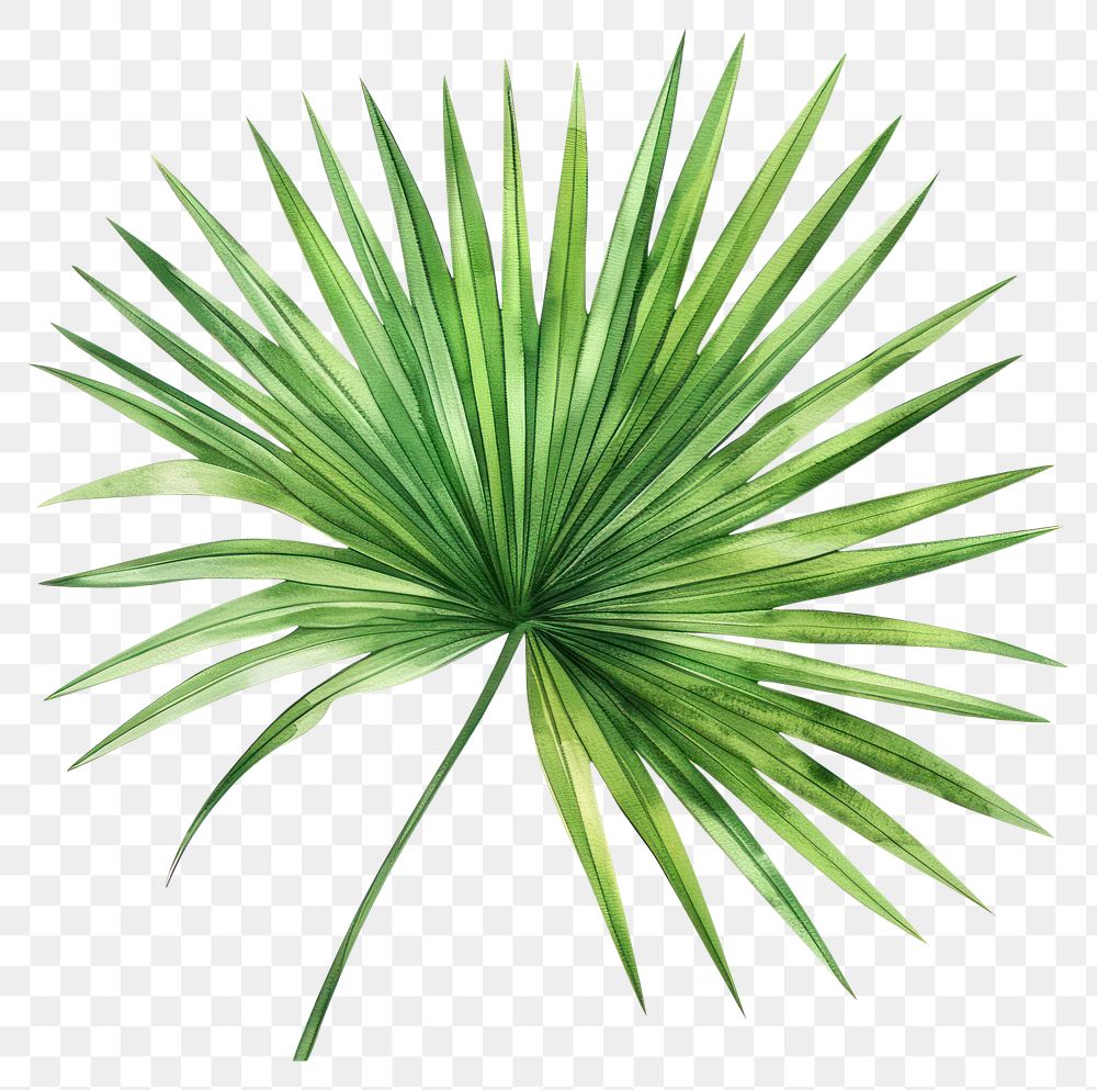 PNG Fan palm leaf arecaceae agavaceae plant.