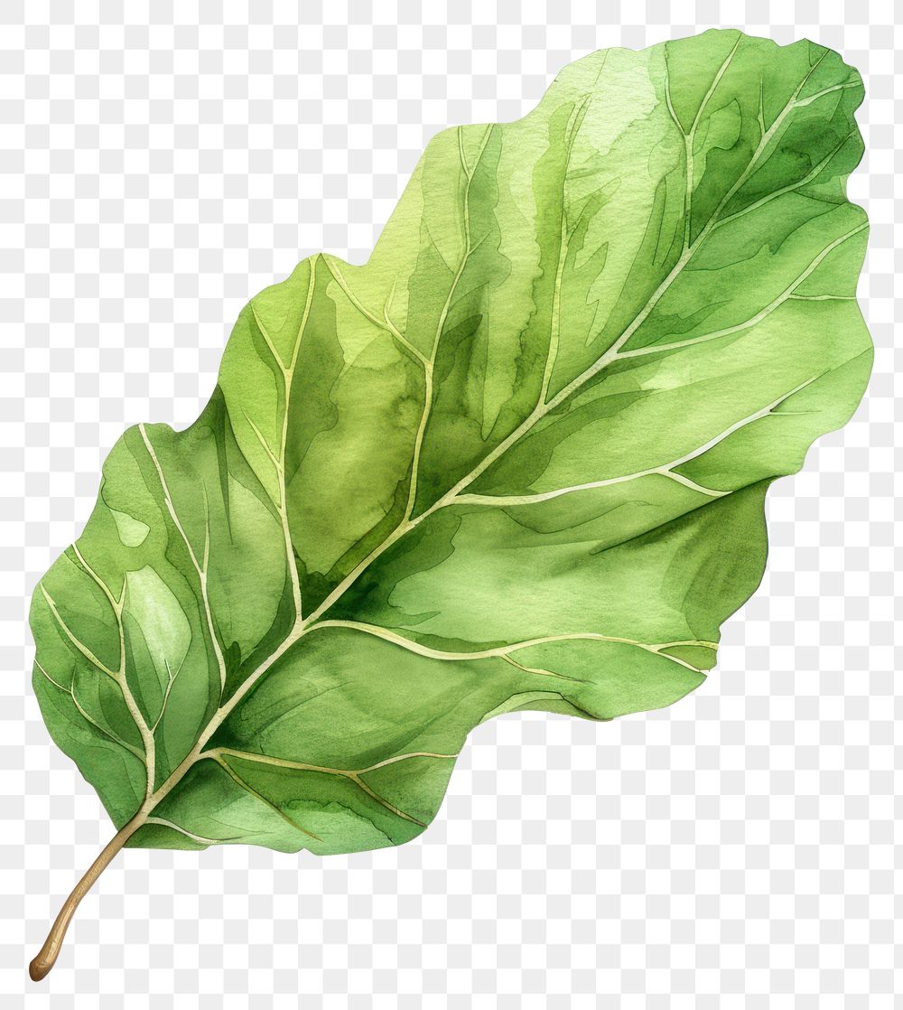 PNG Loak leaf vegetable produce plant.