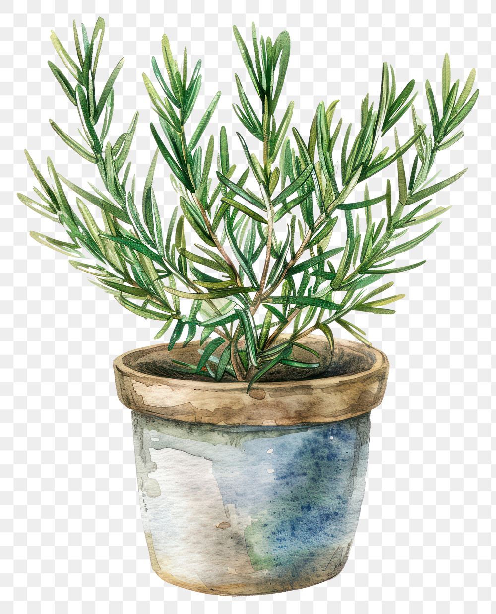 PNG Rosemary in the pot blossom herbal flower.