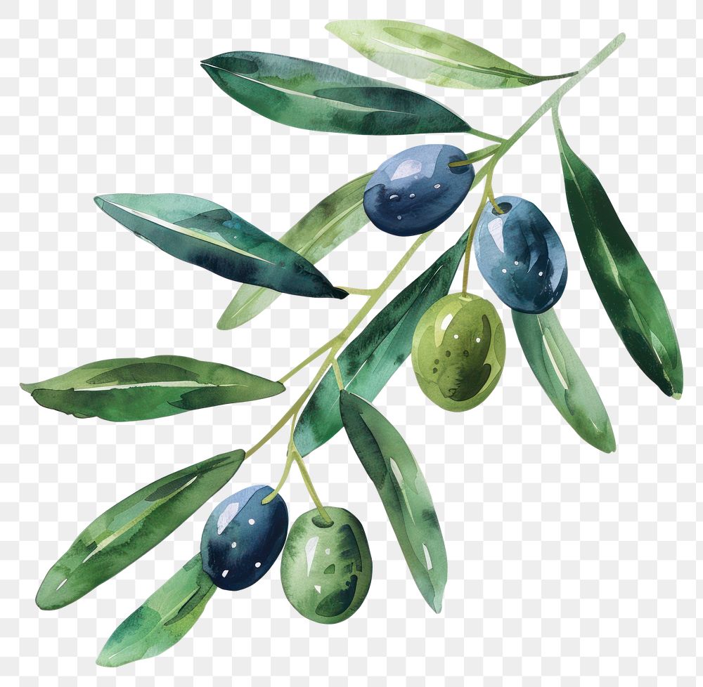 PNG Olive leaf with olives blueberry produce plant.
