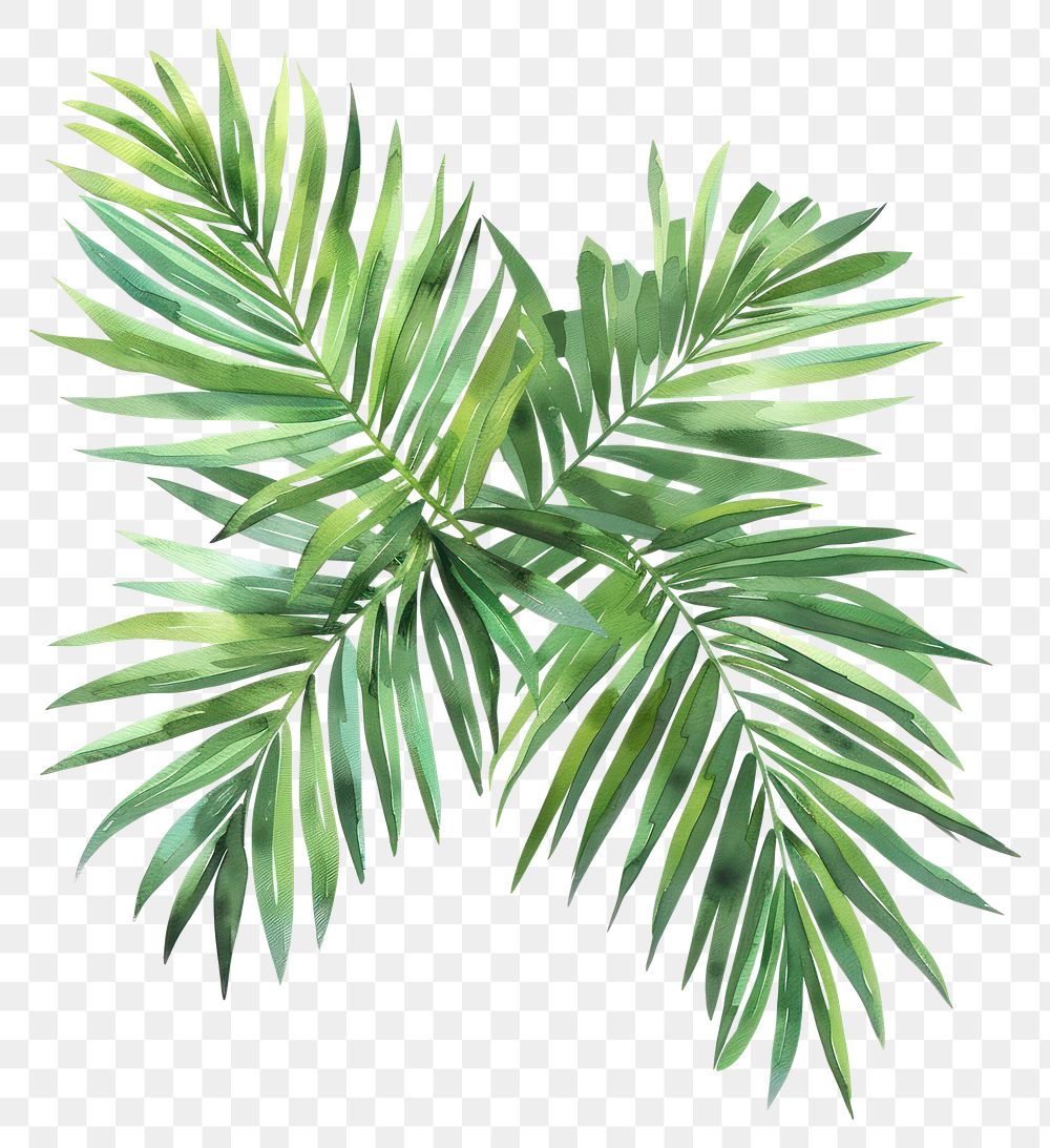 PNG Palm leaves arecaceae conifer plant.
