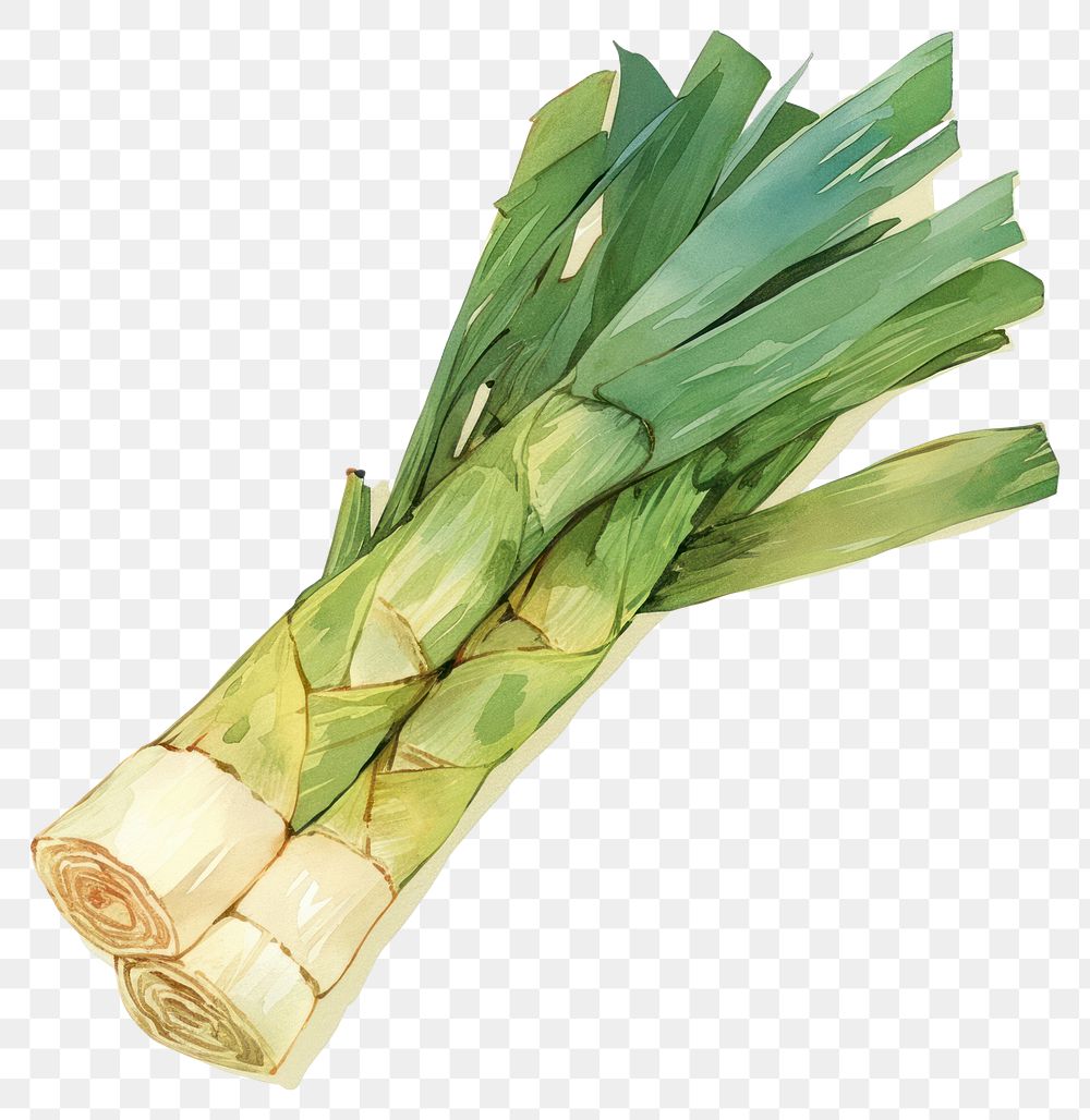 PNG A leek vegetable produce plant.