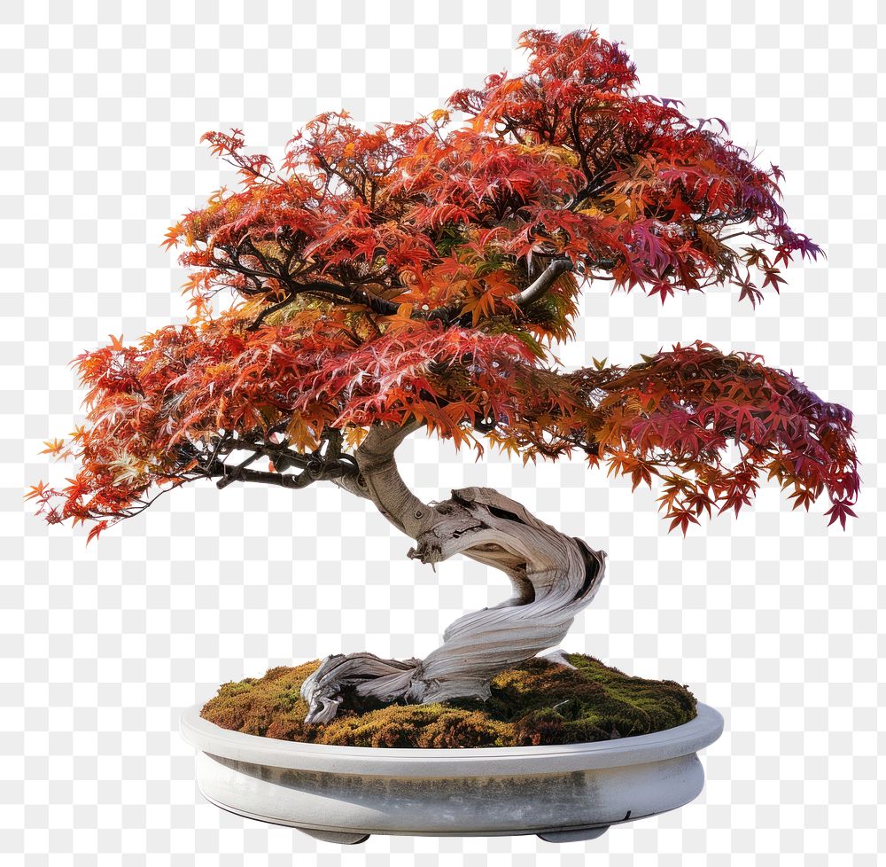 PNG Vibrant bonsai tree autumn foliage