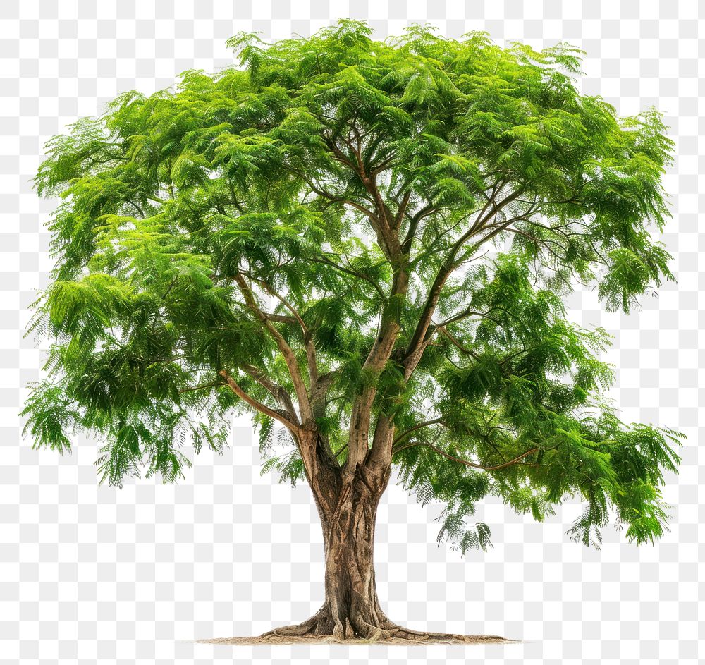 PNG Lush green tree nature illustration