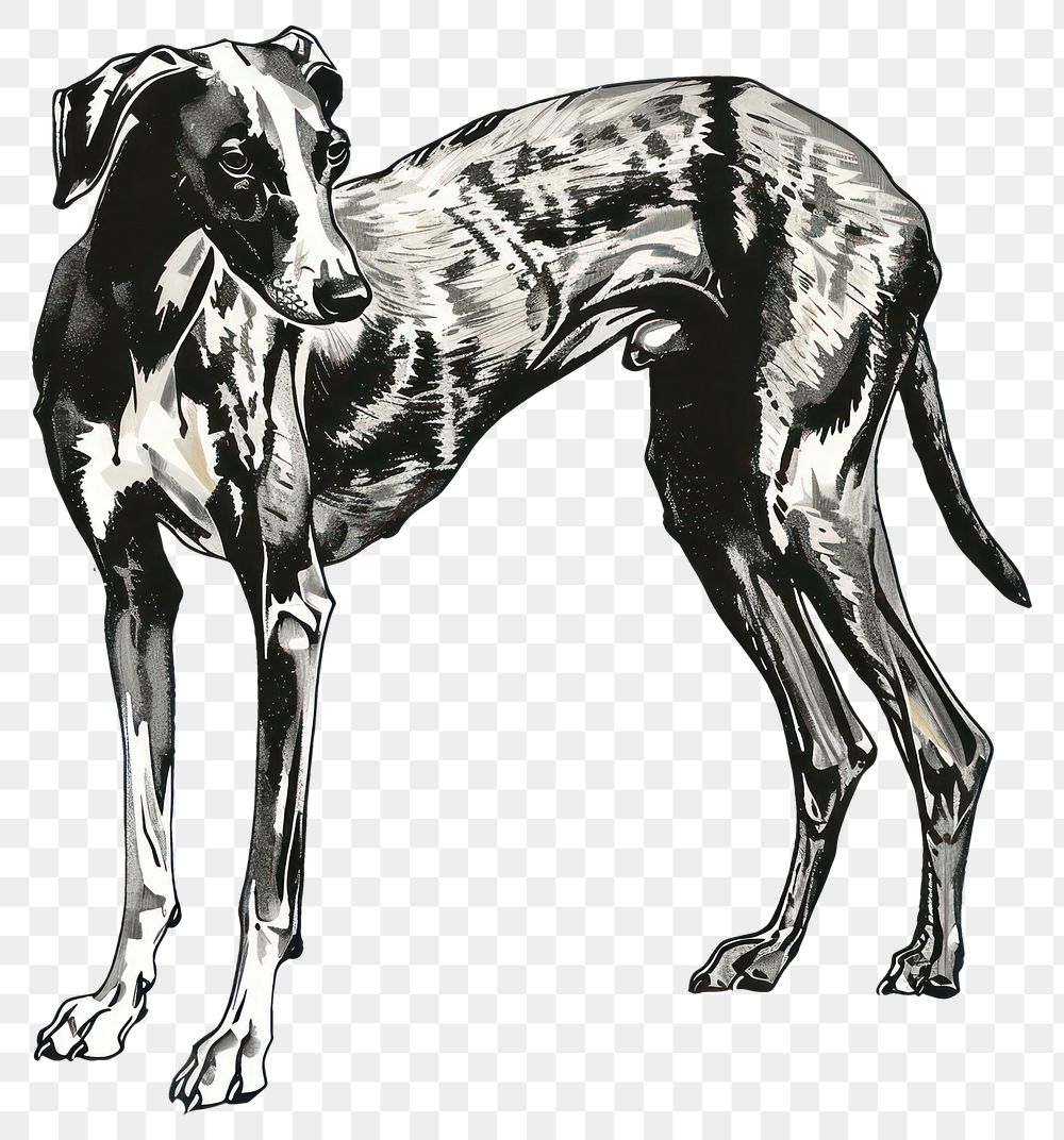 PNG Elegant greyhound dog illustration