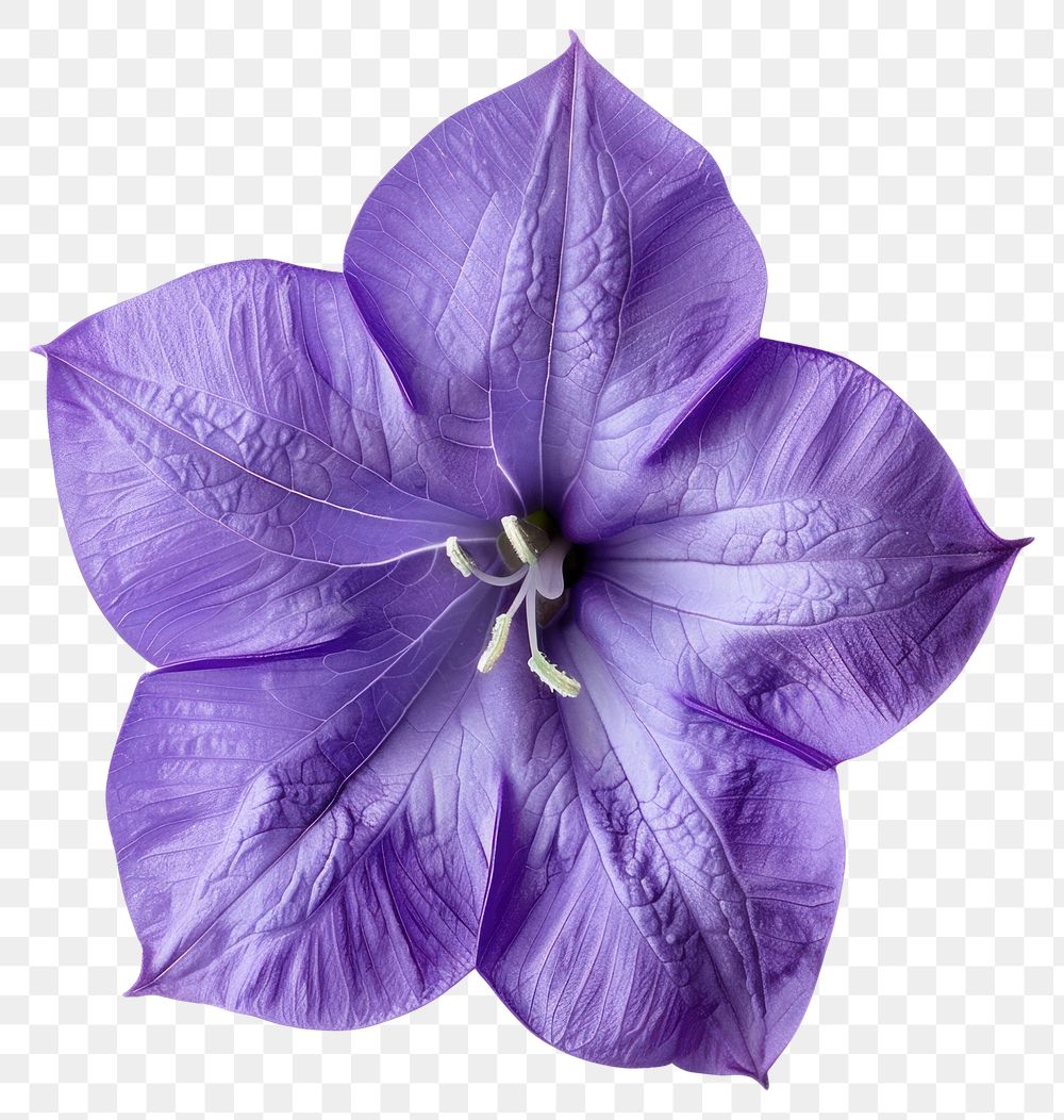 PNG Vibrant purple balloon flower bloom