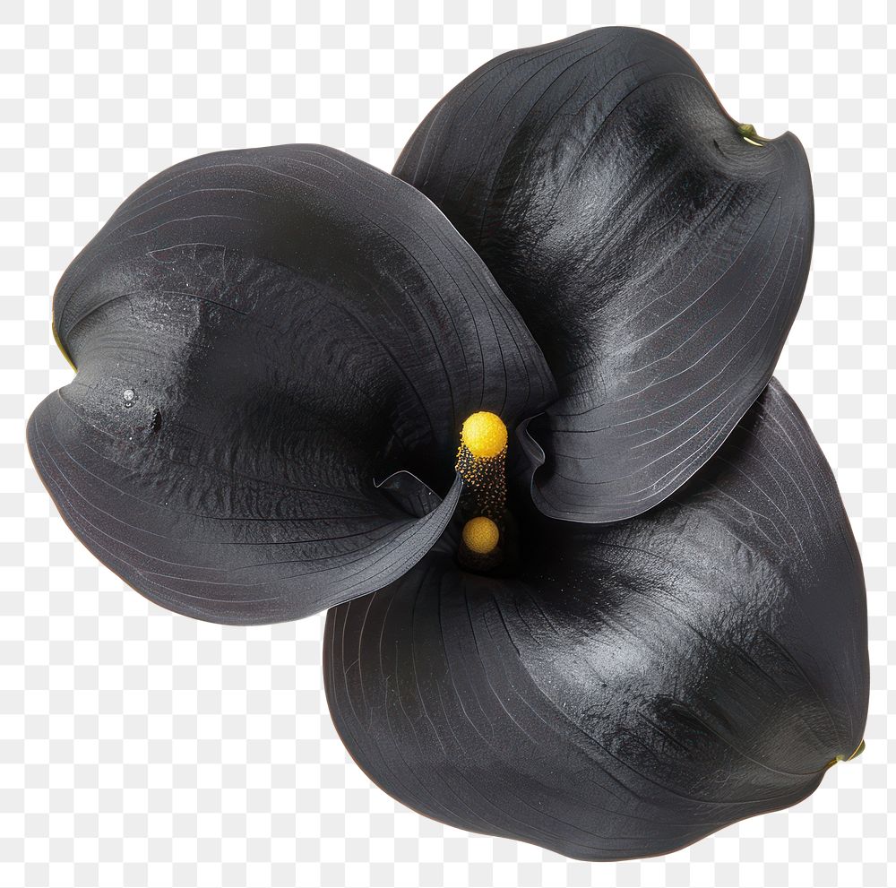 PNG Elegant black calla lily flower