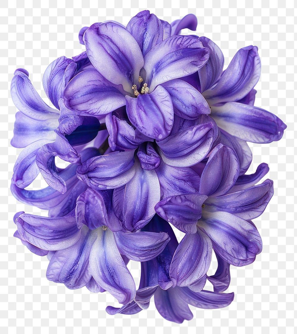 PNG Vibrant purple hyacinth flowers bloom