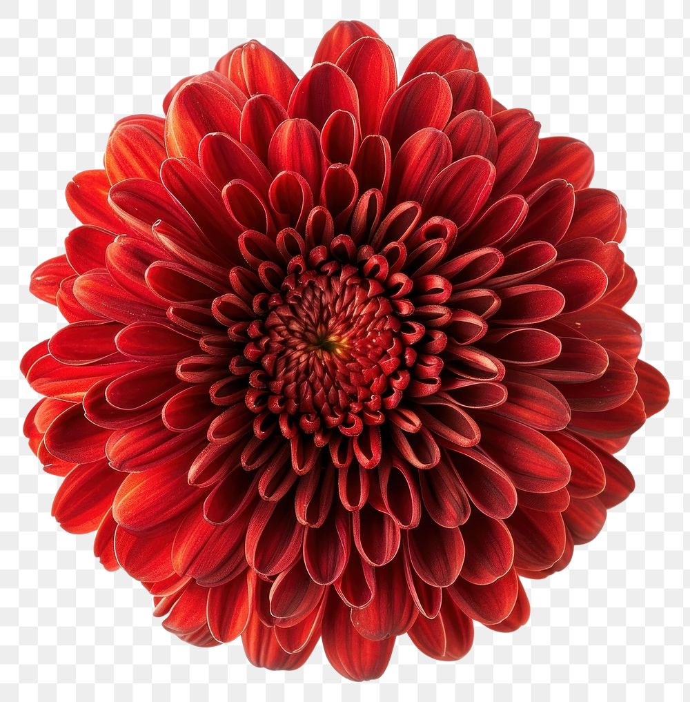 PNG Vibrant red chrysanthemum flower