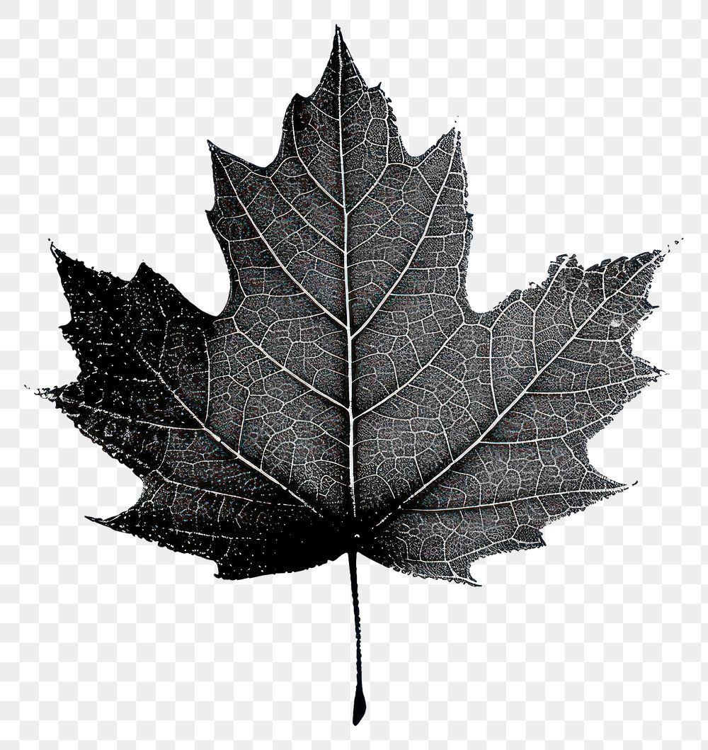 PNG Detailed black maple leaf | Premium PNG - rawpixel