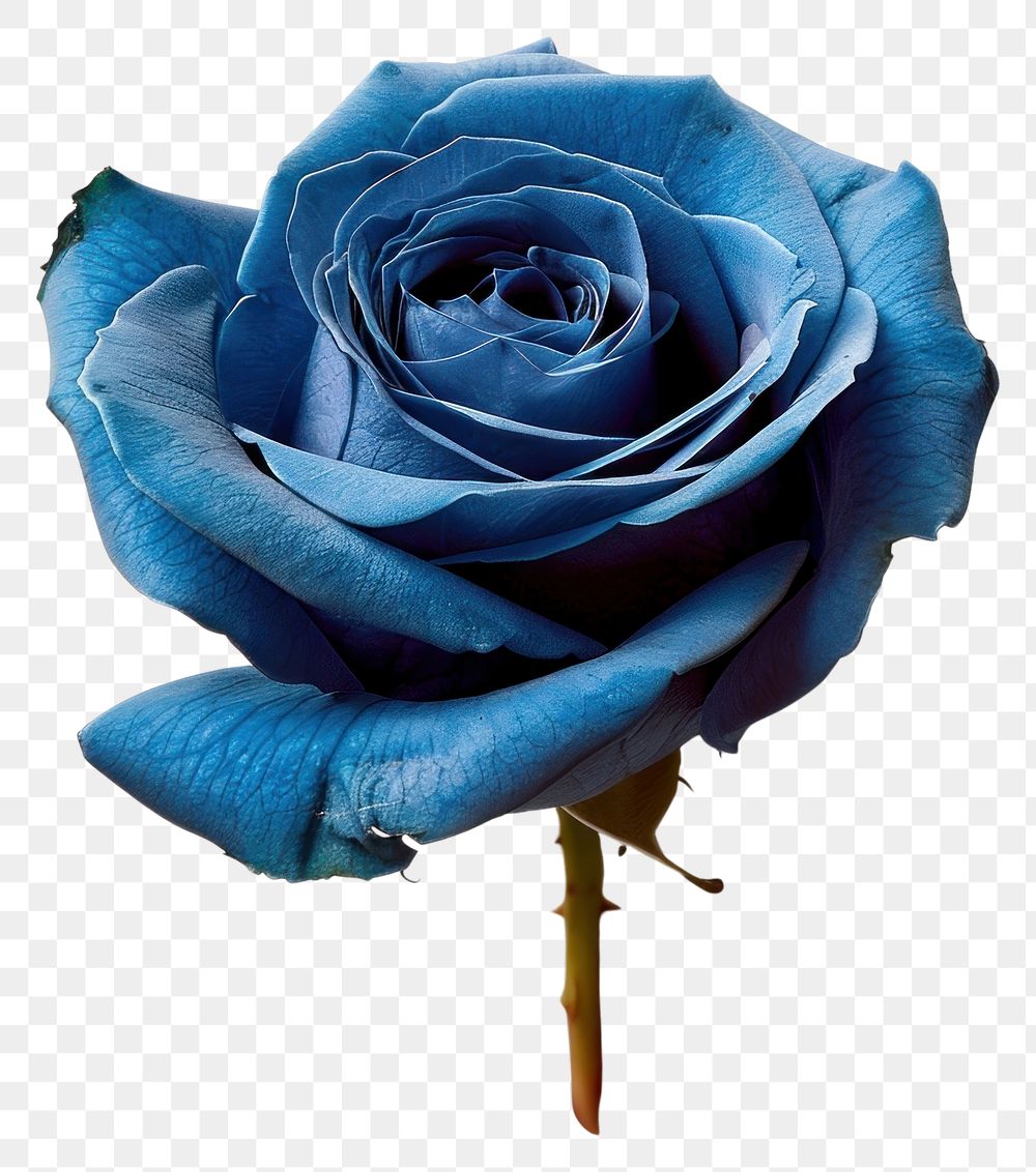 PNG Elegant blue rose on white