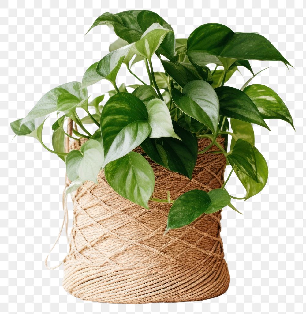 PNG  Elegant potted plant with vines