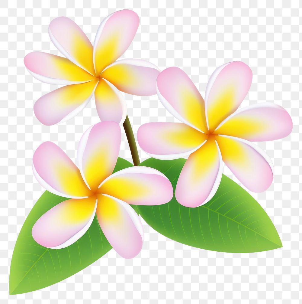 PNG Tropical vibrant plumeria flowers illustration