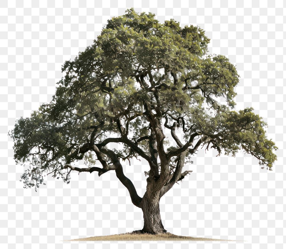 PNG  Majestic oak tree isolated background