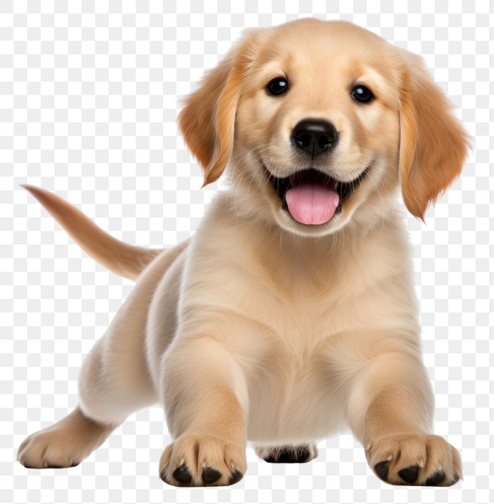 PNG  Playful golden retriever puppy smiling