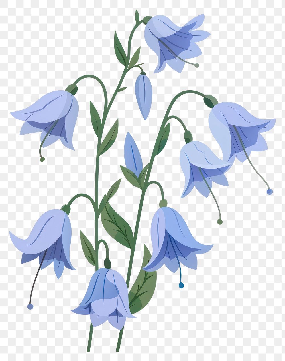 PNG Blue small bellflowers art blossom plant.