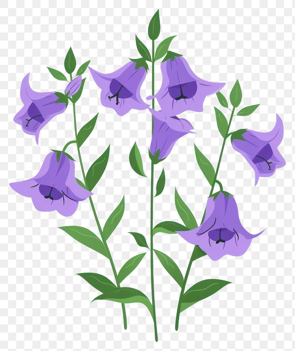 PNG Purple small bellflowers foxglove blossom plant.