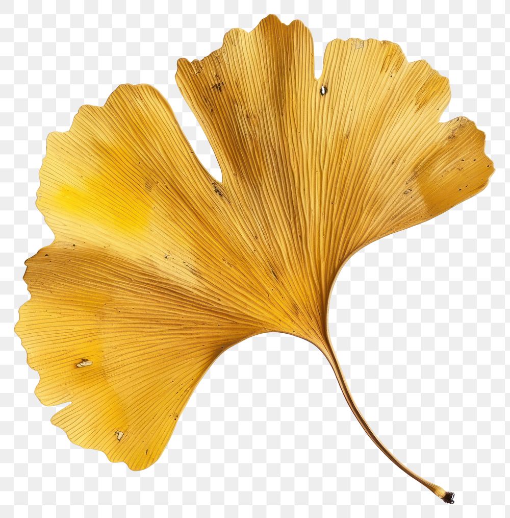 PNG Ginkgo leaf autumn mushroom blossom flower.