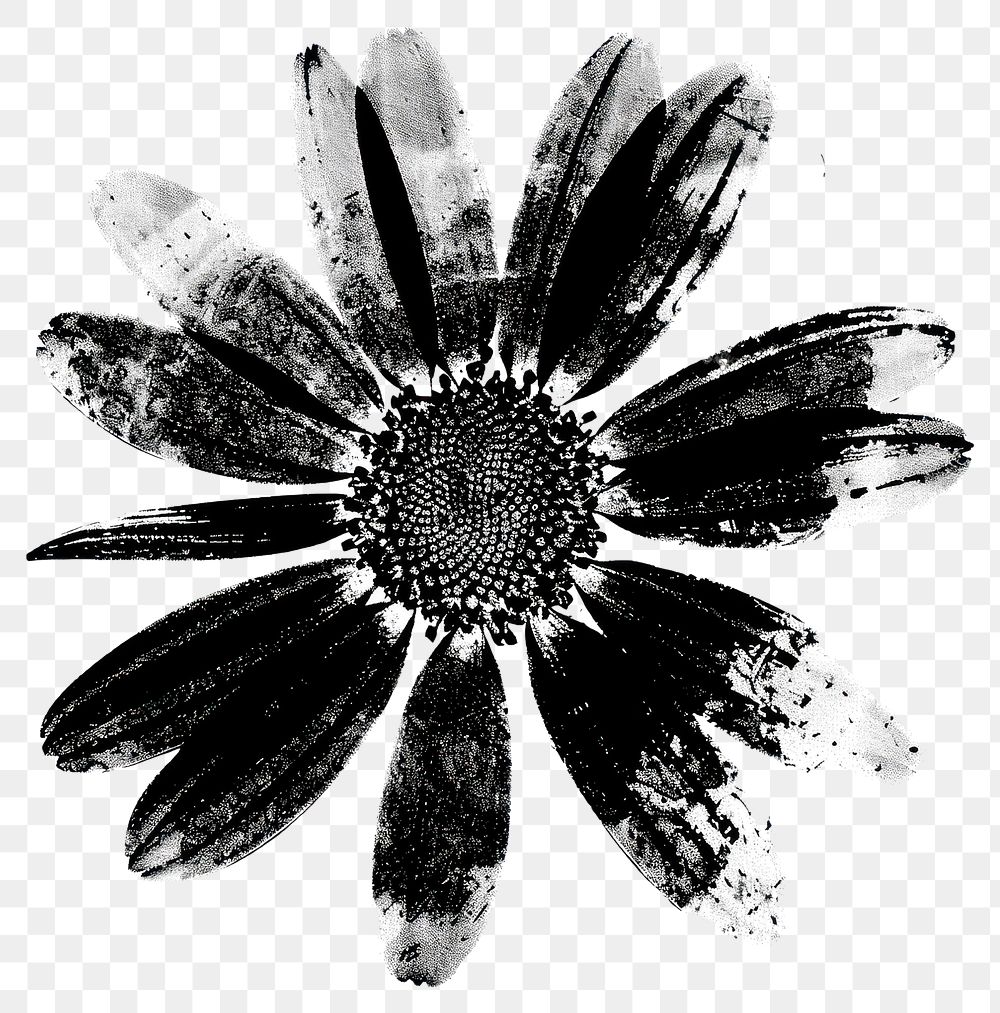 PNG  Black ink daisy illustration