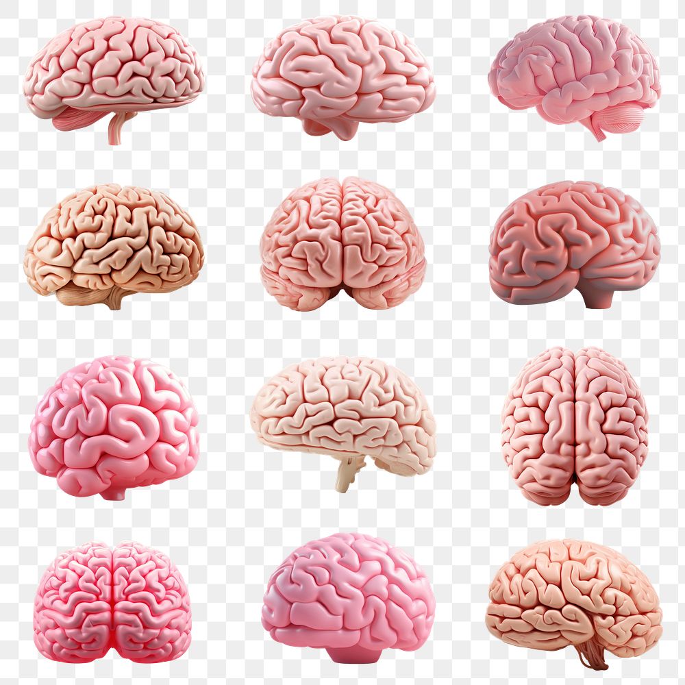 PNG 3d pink human brain element set, transparent background