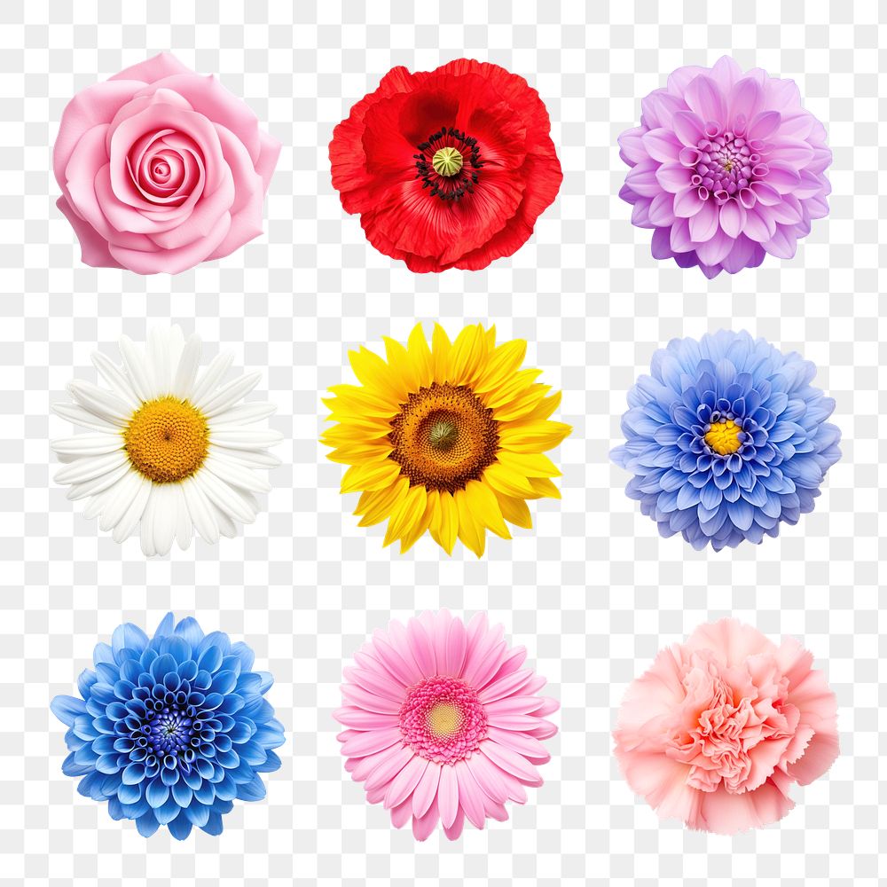 PNG realistic flower element set, transparent background