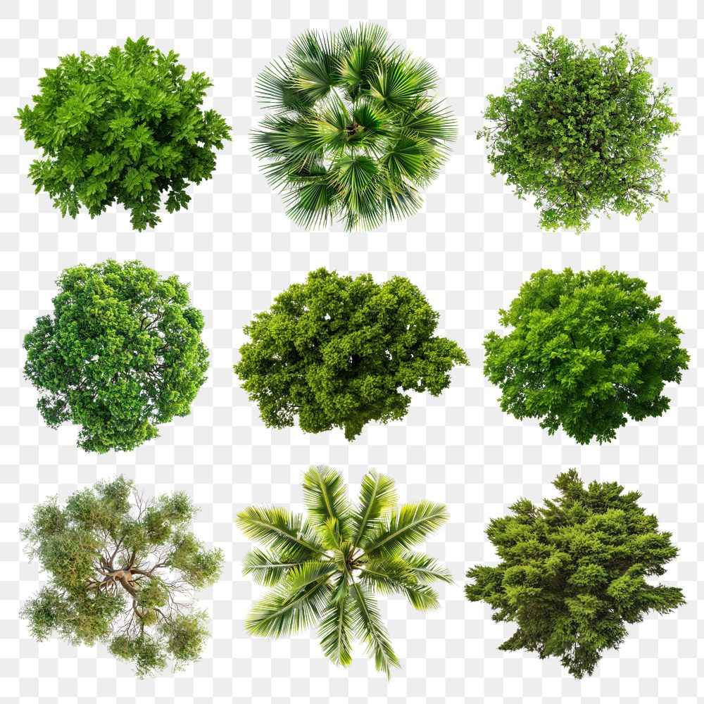 PNG top view tree design | Free PNG - rawpixel
