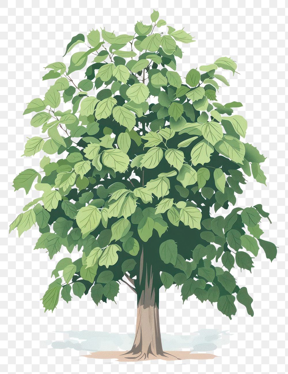 PNG Chestnut Tree tree vegetation sycamore.