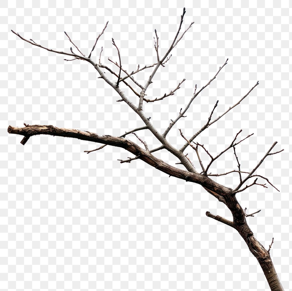 PNG Bare tree branch isolated | Free PNG - rawpixel