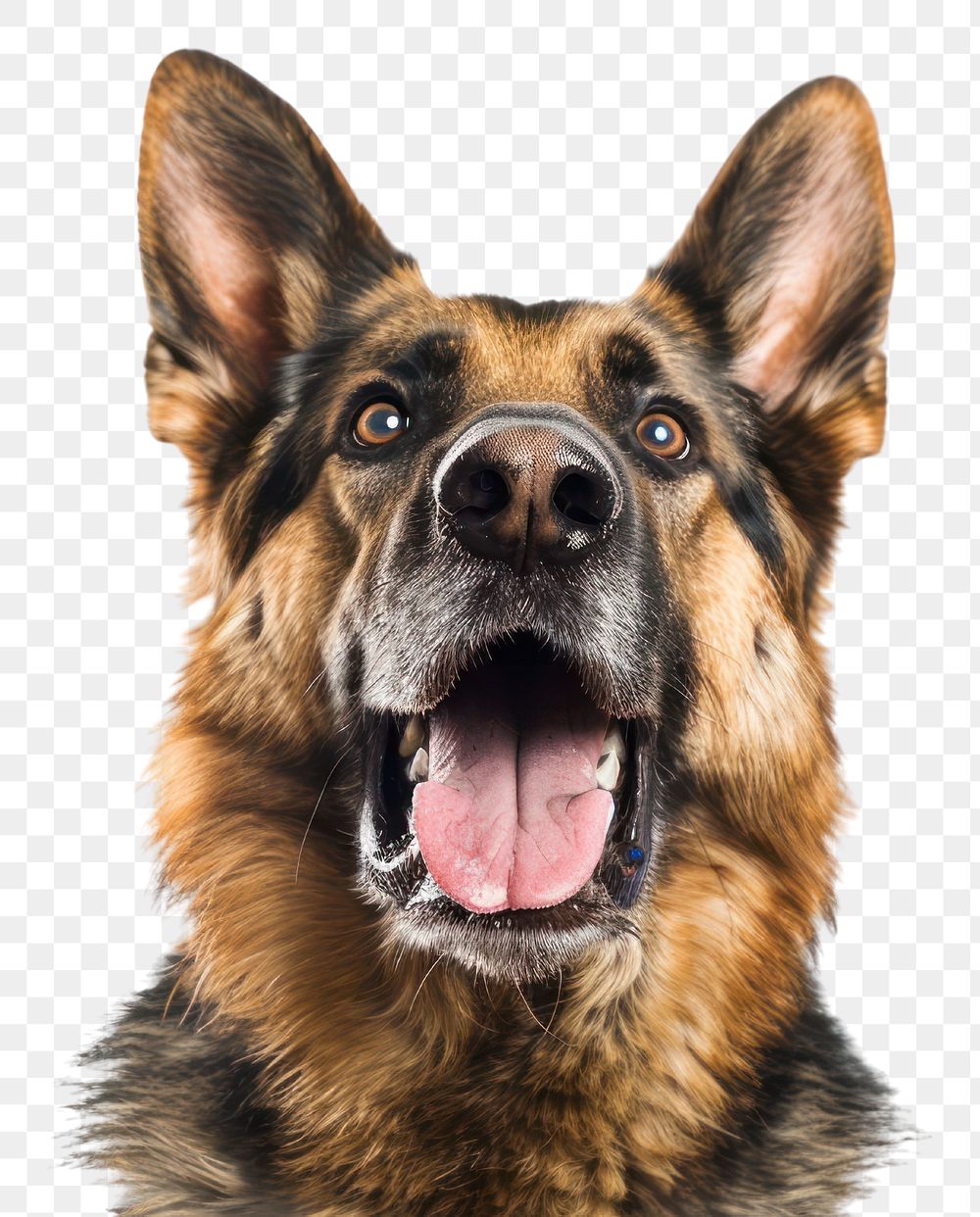 PNG Photo of shocked German sheperd animal canine mammal.