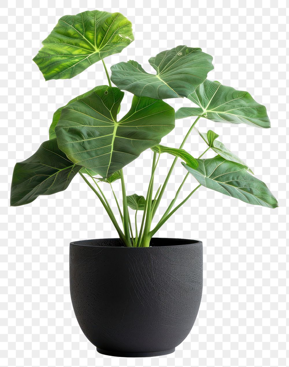 PNG Elephant ear plant planter pottery.